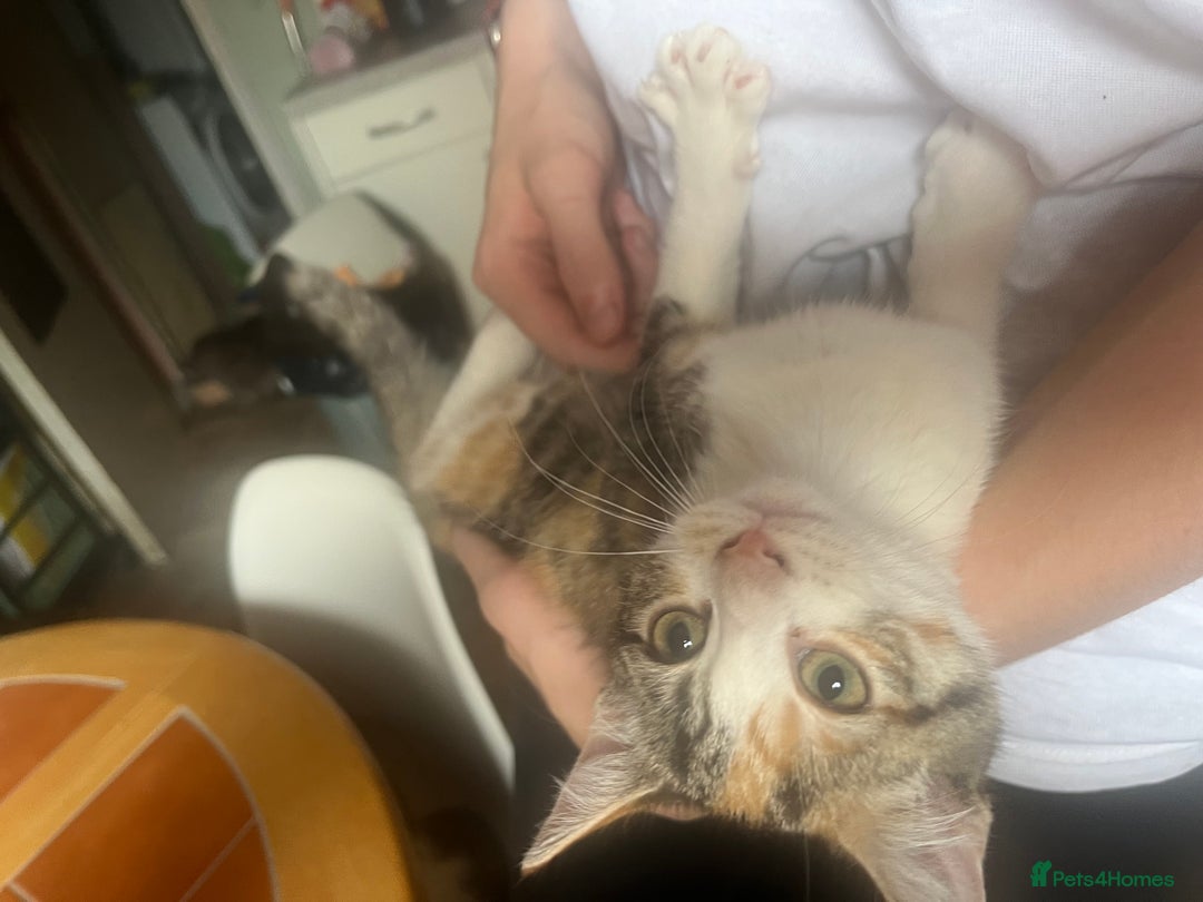 Mixed Breed cats for sale: Beautiful mixed kittens  - Image 20