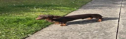 Dachshund dogs for sale: For sale in Wolverhampton - Advert 2