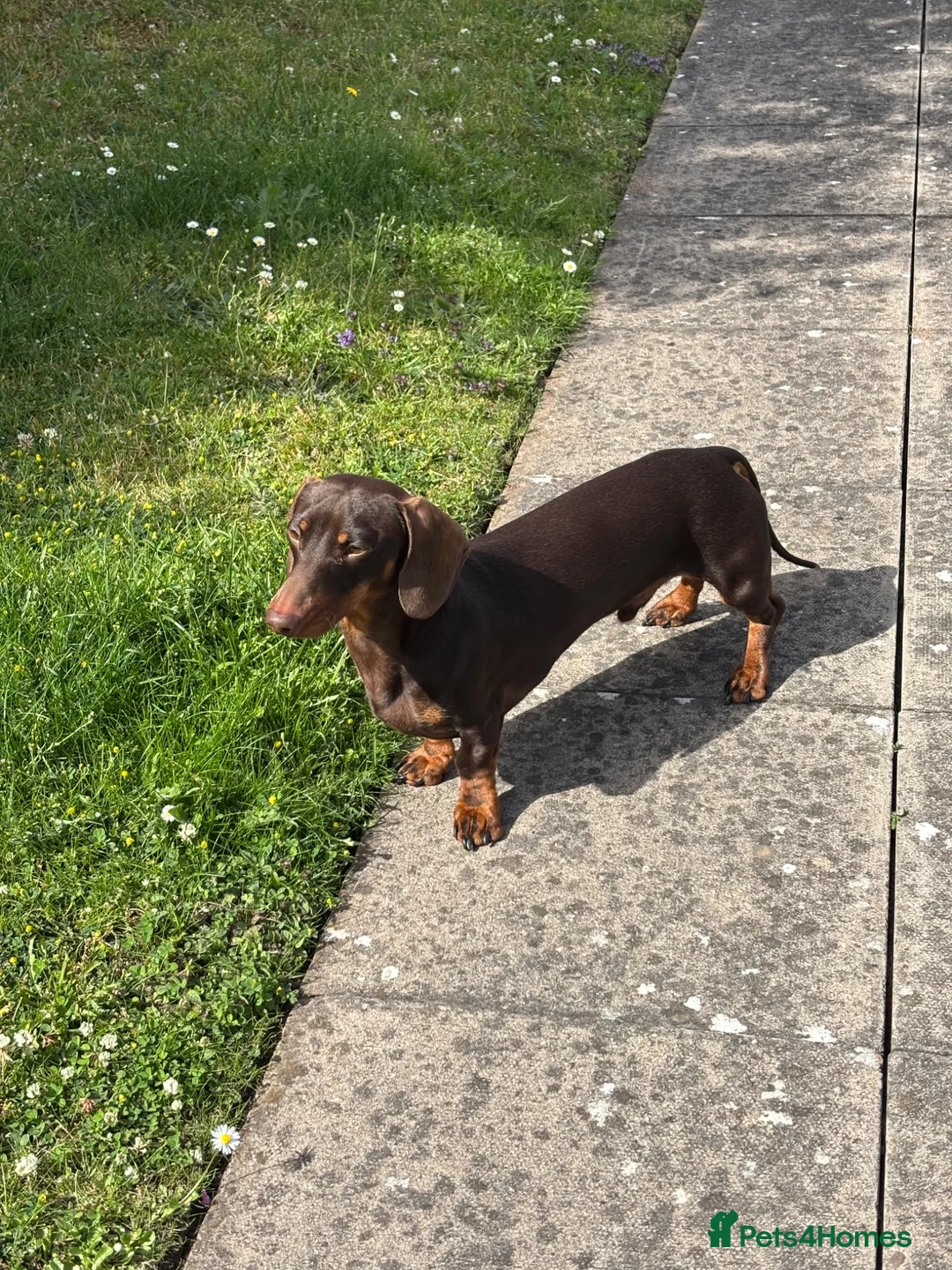 Dachshund dogs for sale: For sale in Wolverhampton - Advert 2