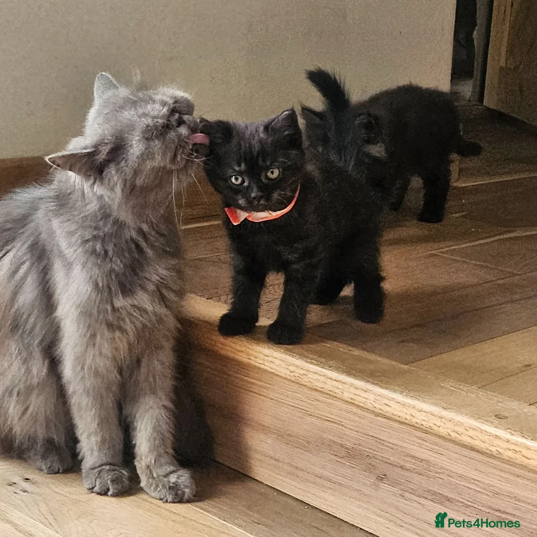 Persian cats for sale: Persian x kittens £250 2 girls left - Advert 1