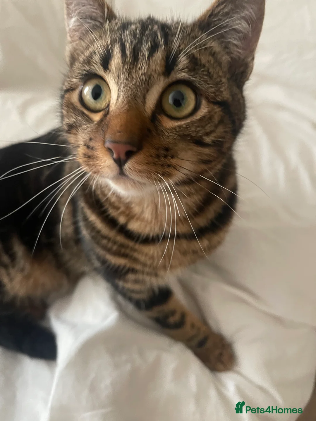 Bengal cats for sale: Mixed bengal kitten - Advert 4