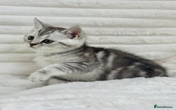 British Shorthair cats for sale: GCCF British short hair kittens for loving homes  - Image 10