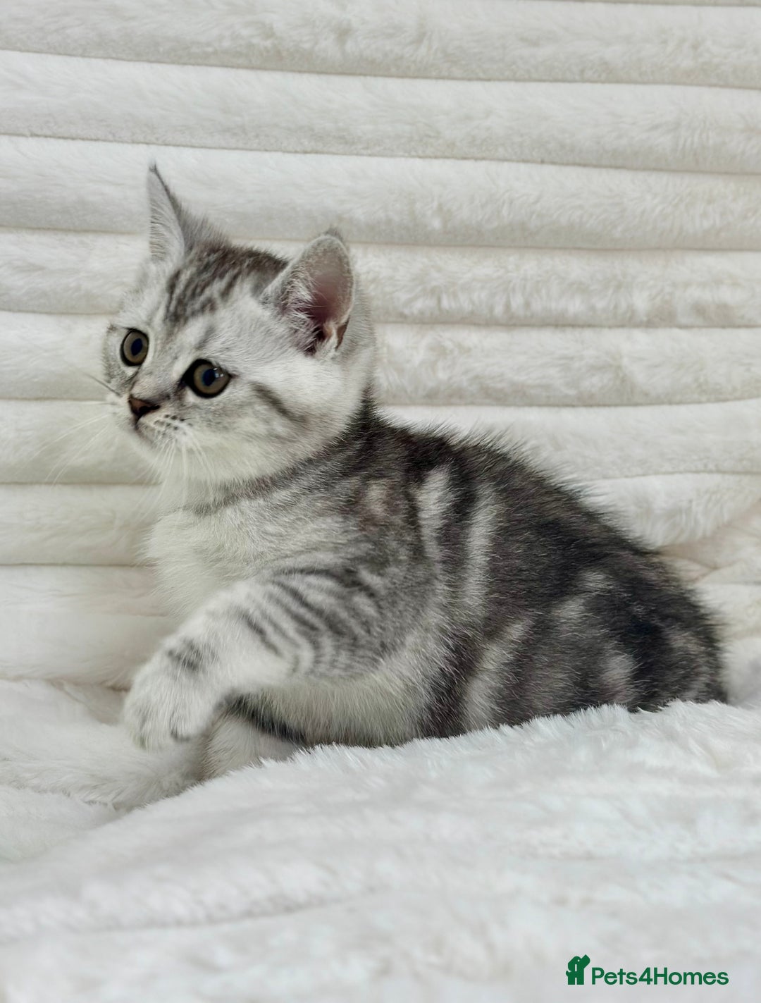 British Shorthair cats for sale: GCCF British short hair kittens for loving homes  - Image 10