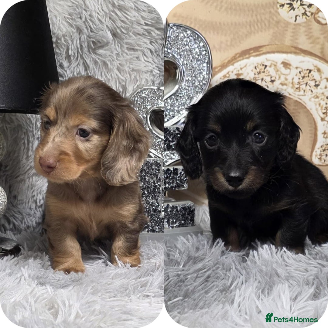 Miniature Dachshund dogs for sale: Adorable KC long coat boys available  - Advert 1