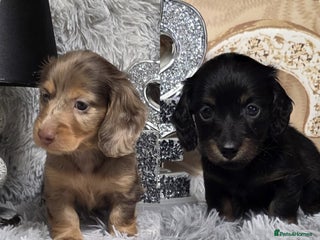 Miniature Dachshund dogs Adorable KC long coat boys available - Advert 1