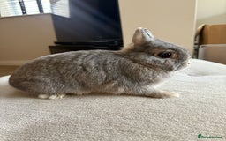 Netherland Dwarf rabbits for sale: Grey bunny with brown patchs - Image 4