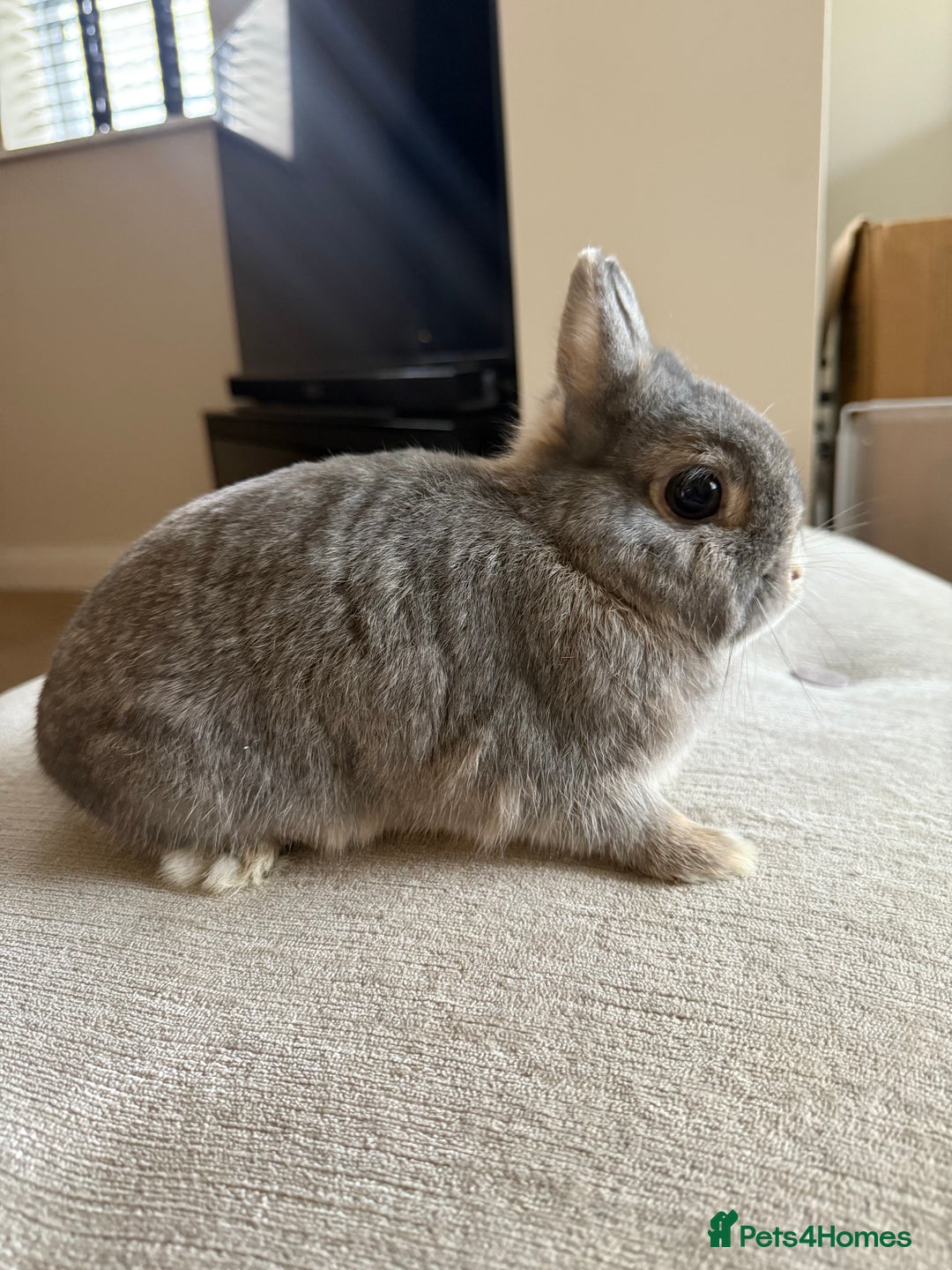 Netherland Dwarf rabbits for sale: Grey bunny with brown patchs - Image 4