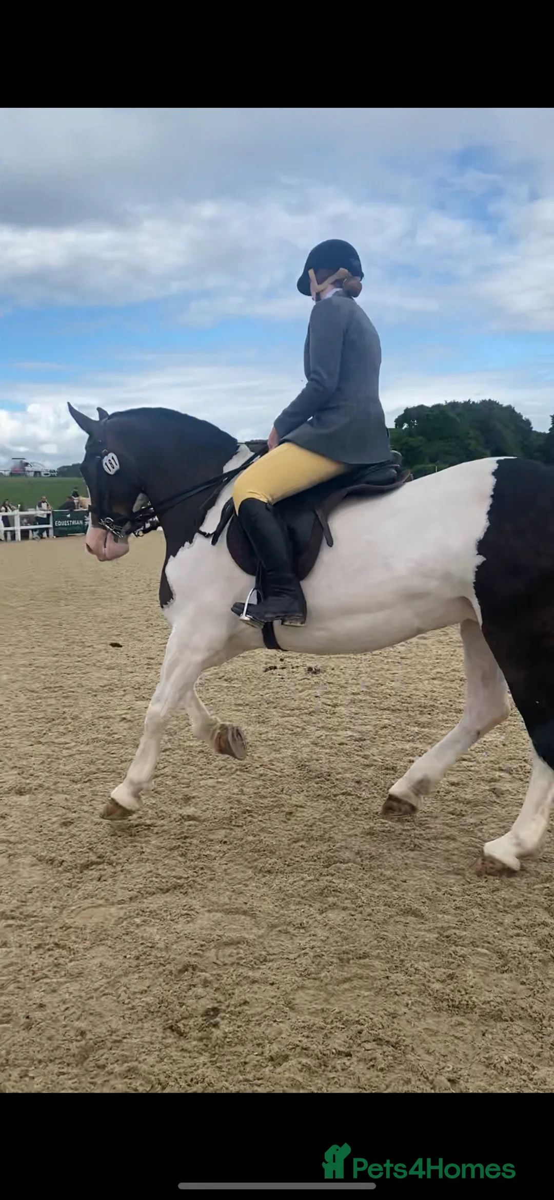 Welsh Section D horses for sale: Prefect allrounder type  - Advert 2