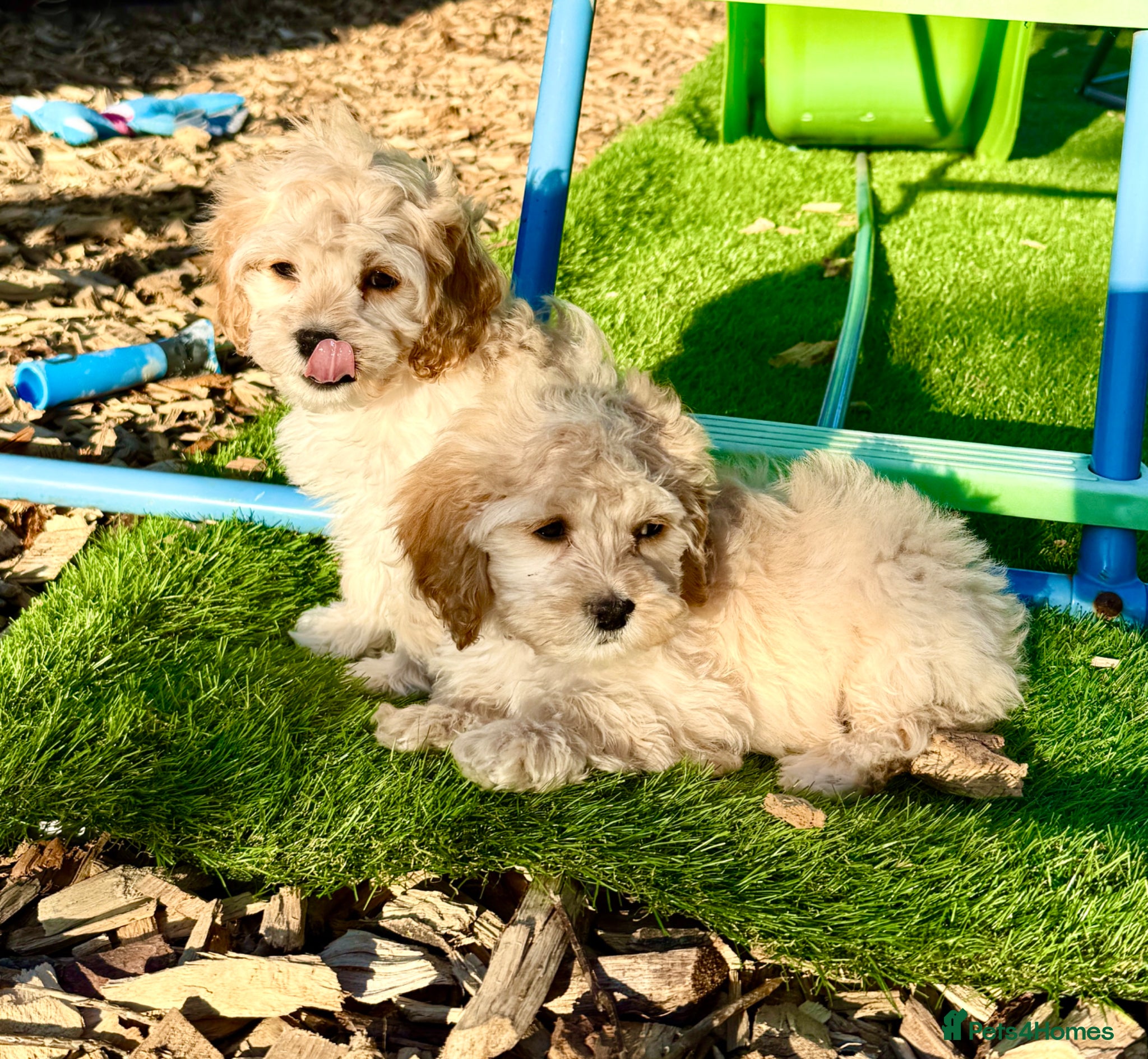 Cockapoo dogs Beautiful friendly cockapoo puppies  - Advert 2