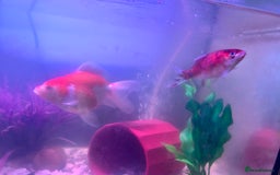 Goldfish fish for sale: X2 Goldfish for sale  - Image 3