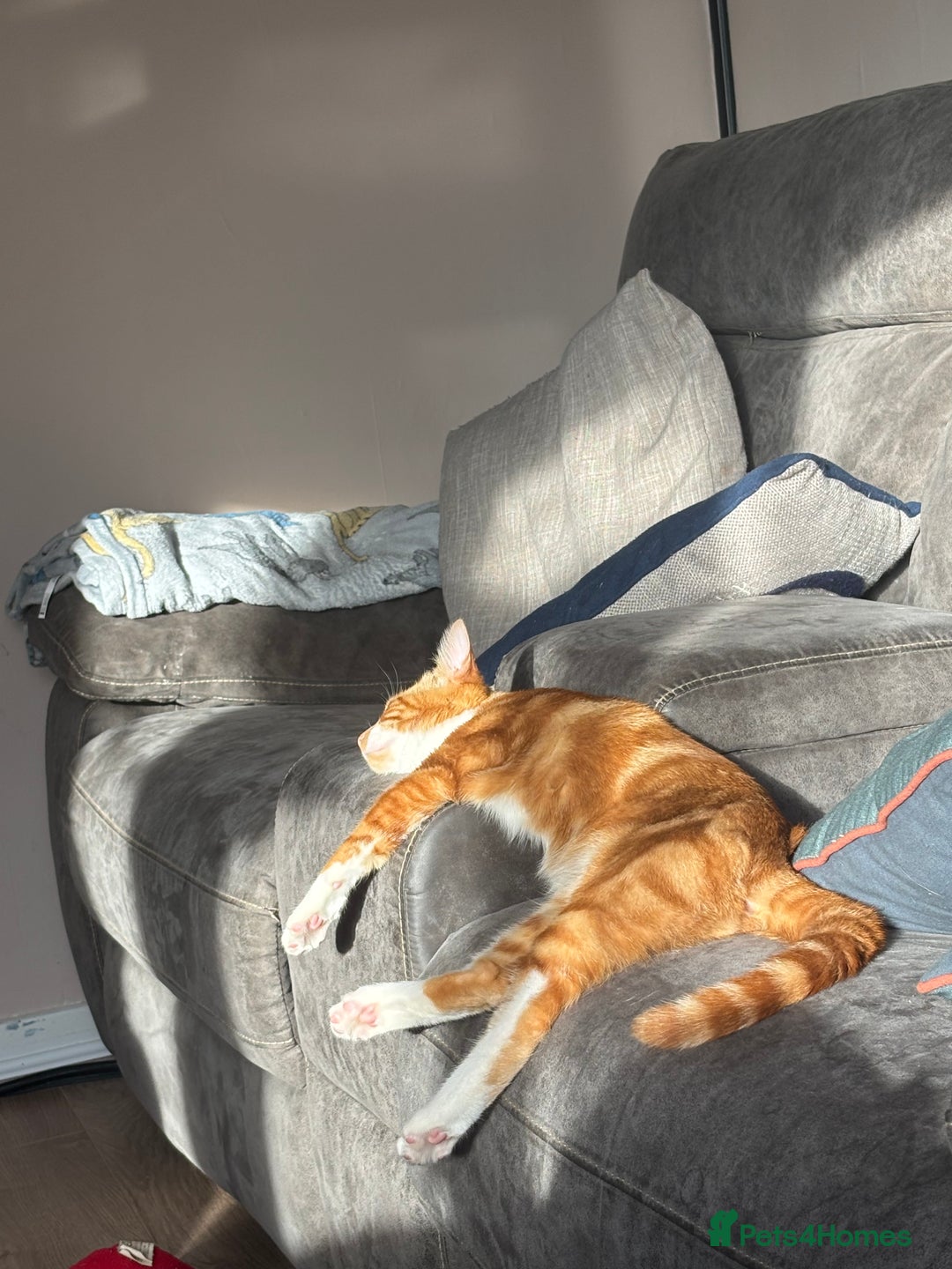 Mixed Breed cats for sale: Male cat  - Image 3