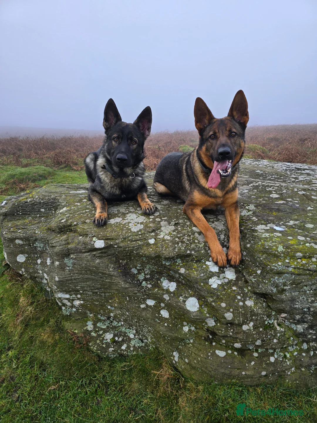 German Shepherd dogs for sale: Working line german shepherd pups  - Advert 6