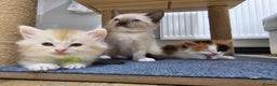 Ragdoll cats for sale: Soo cudly and playfull, two litters! - Advert 26