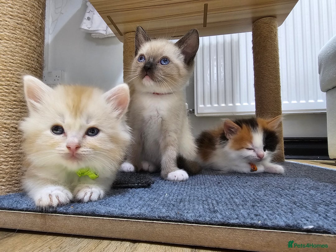 Ragdoll cats for sale: Soo cudly and playfull, two litters! - Advert 26