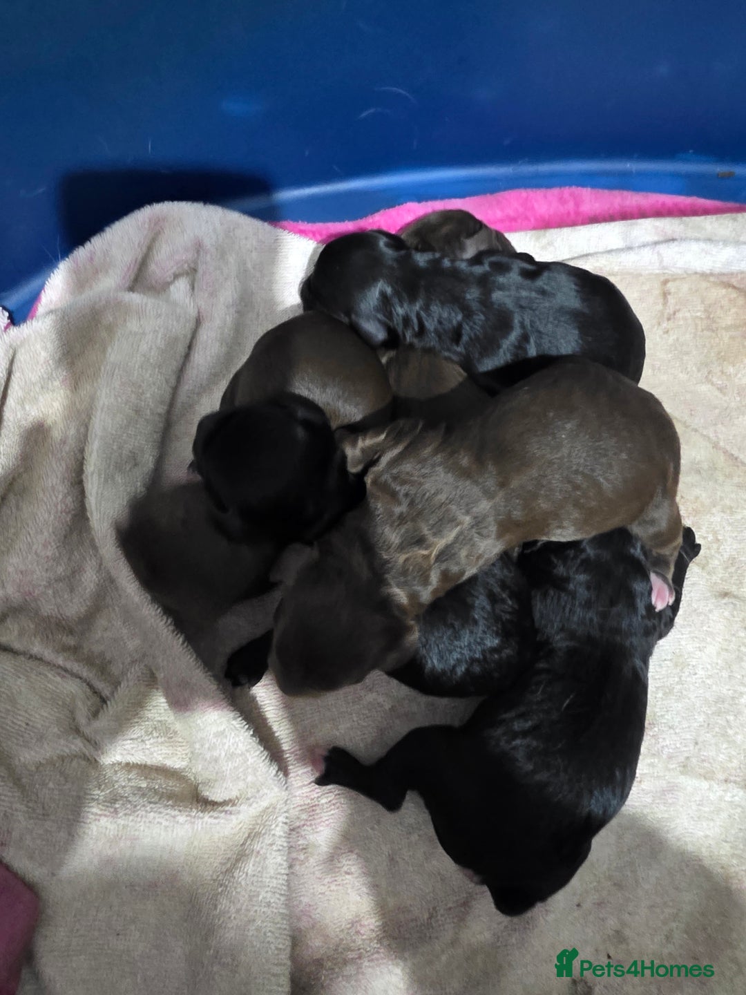 Mixed Breed dogs for sale: Springer x Cockerpoo Pups - Image 3