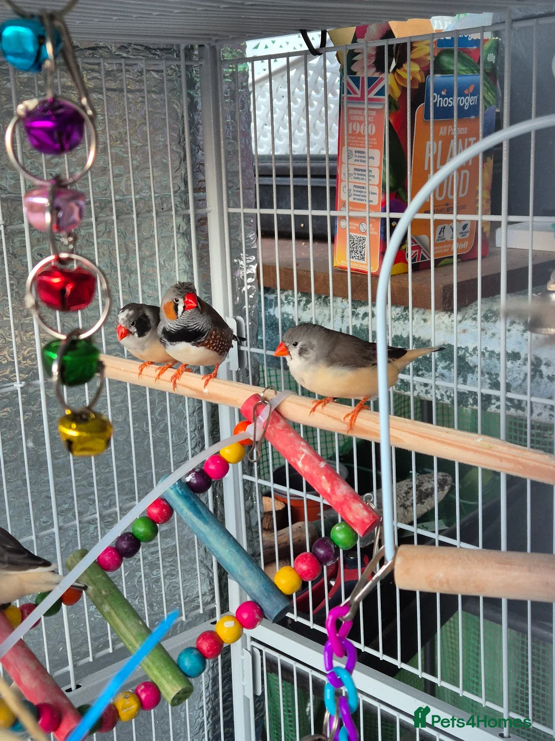 Finches birds for sale: Zebra finches - Advert 1