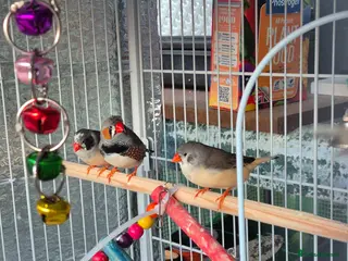 Finches birds Zebra finches - Advert 1