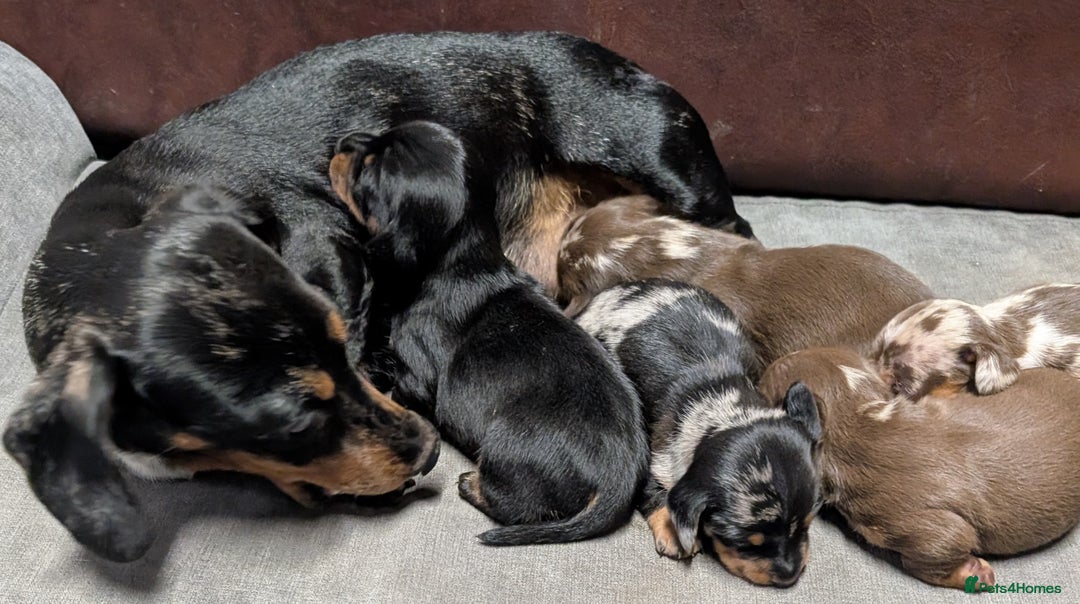 Miniature Dachshund dogs for sale: Quality KC/PRA clear Miniature Dachshund Puppies  - Image 8