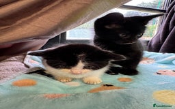 Mixed Breed cats for sale: Mixed breed two kittens  - Image 4