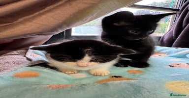 Mixed Breed cats - Advert 7