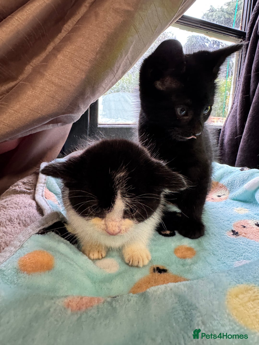Mixed Breed cats for sale: Mixed breed two kittens  - Image 4