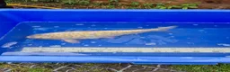 Koi Carp fish for sale: Pond closure - Advert 30