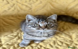 British Shorthair cats for sale: Pure British Shorthair Girls Ready Now! - Image 27