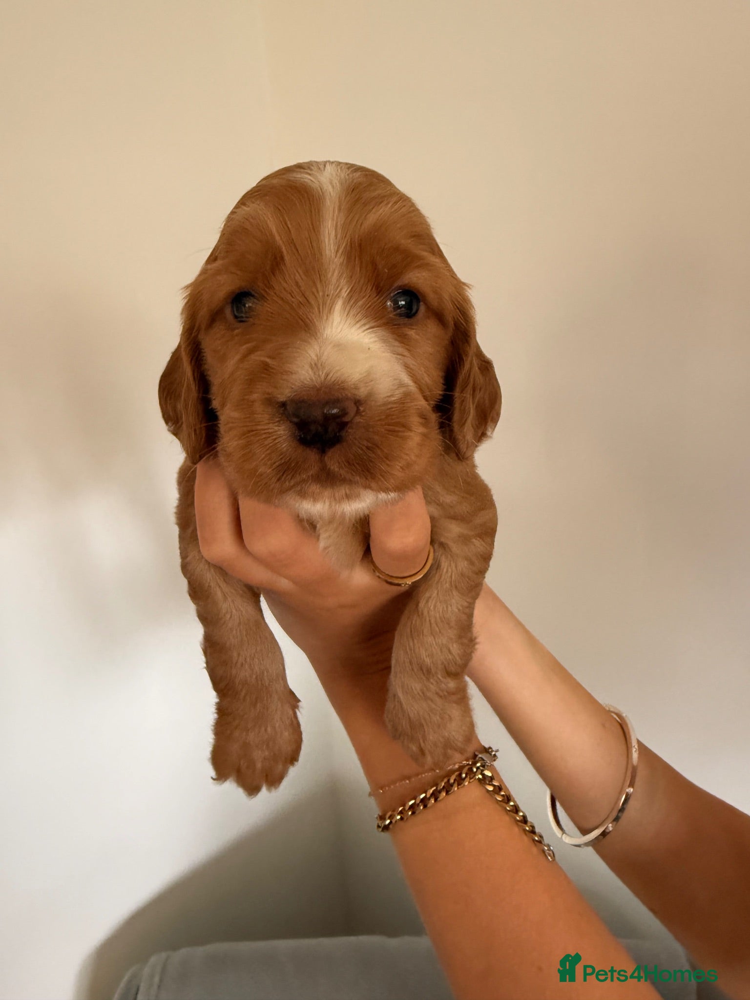 Cocker Spaniel dogs Kennel Club Registered Cocker Spaniel boy puppies. - Advert 2
