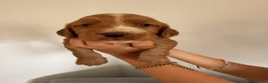 Cocker Spaniel 5