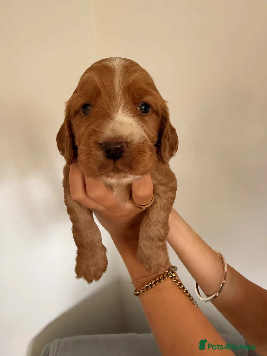 Cocker Spaniel dogs for sale: Kennel Club Registered Cocker Spaniel boy puppies. - Advert 2