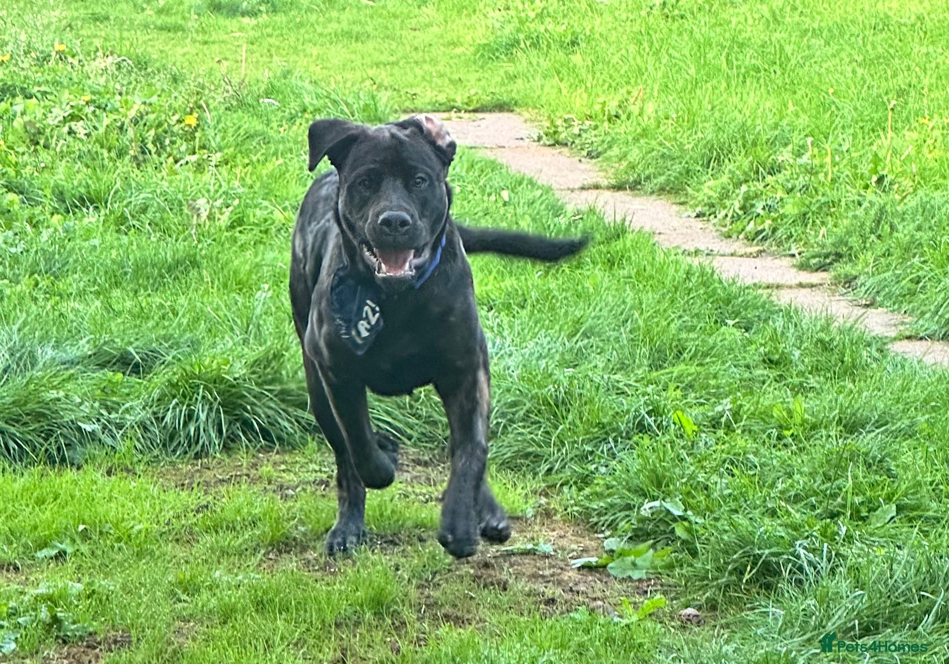 Mixed Breed dogs Loving home  - Advert 1