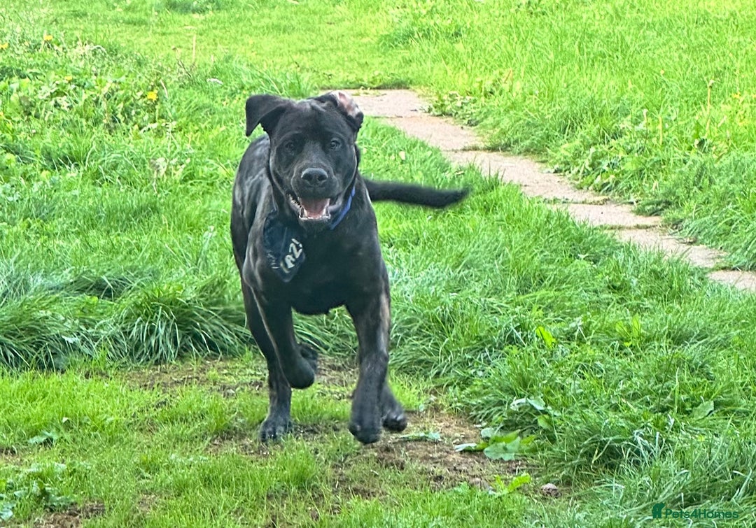 Mixed Breed dogs for sale: Loving home  - Advert 1