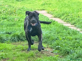 Mixed Breed dogs Loving home - Advert 1