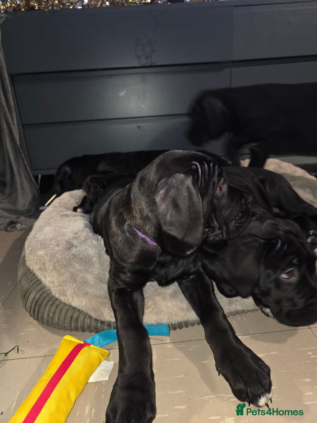 Cane Corso dogs for sale: Gorgeous cane corso puppies  - Advert 6