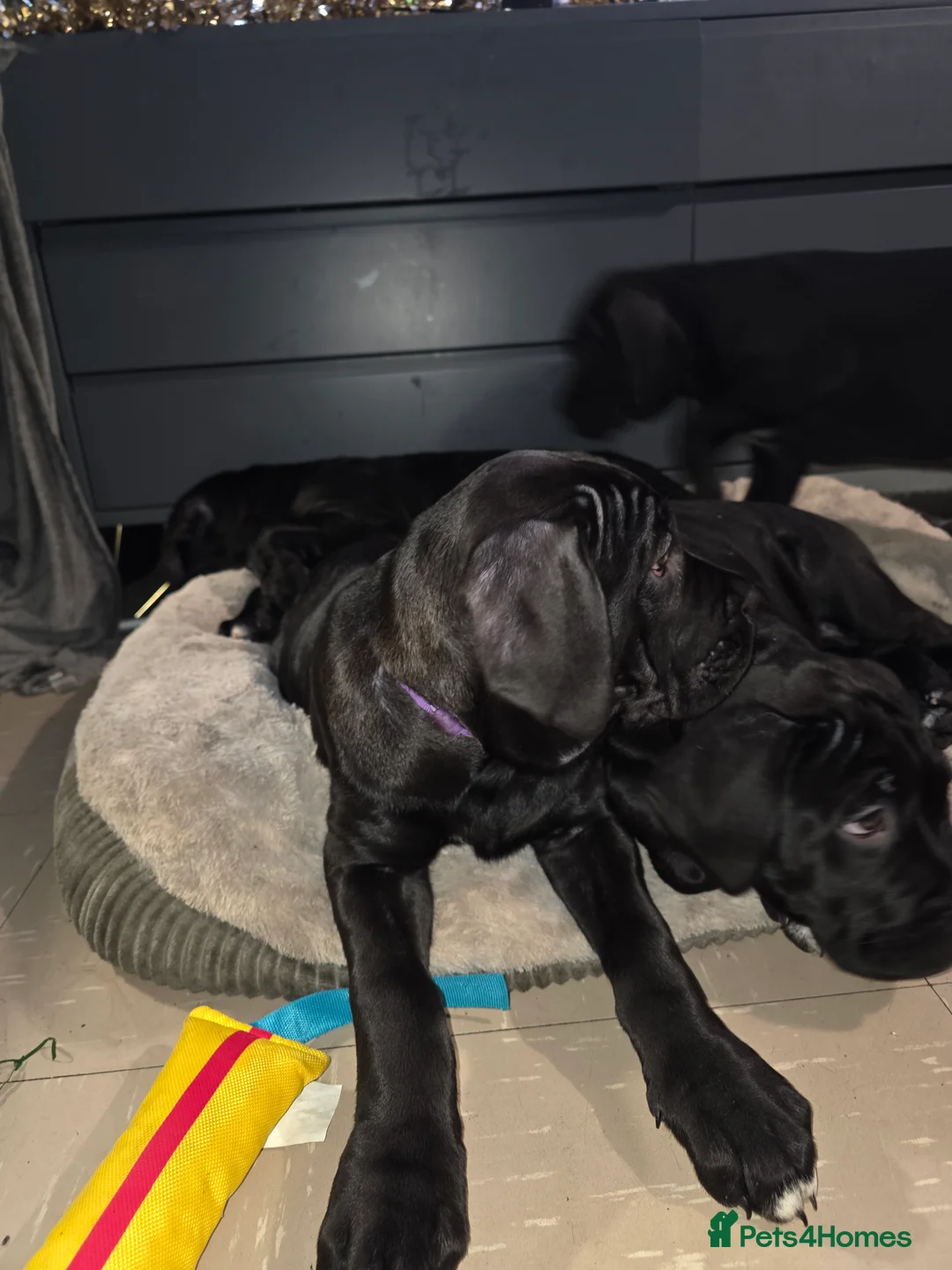 Cane Corso dogs for sale: Gorgeous cane corso puppies  - Advert 4