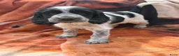 Sprocker dogs for sale: Beautiful show sprockers  - Advert 2