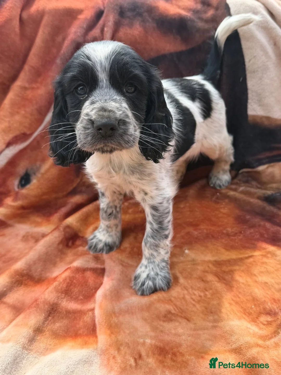 Sprocker dogs for sale: Beautiful show sprockers  - Advert 2