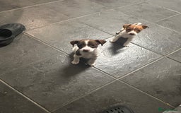 Mixed Breed dogs for sale: Jack Russell dachshund poodle mix - Image 7
