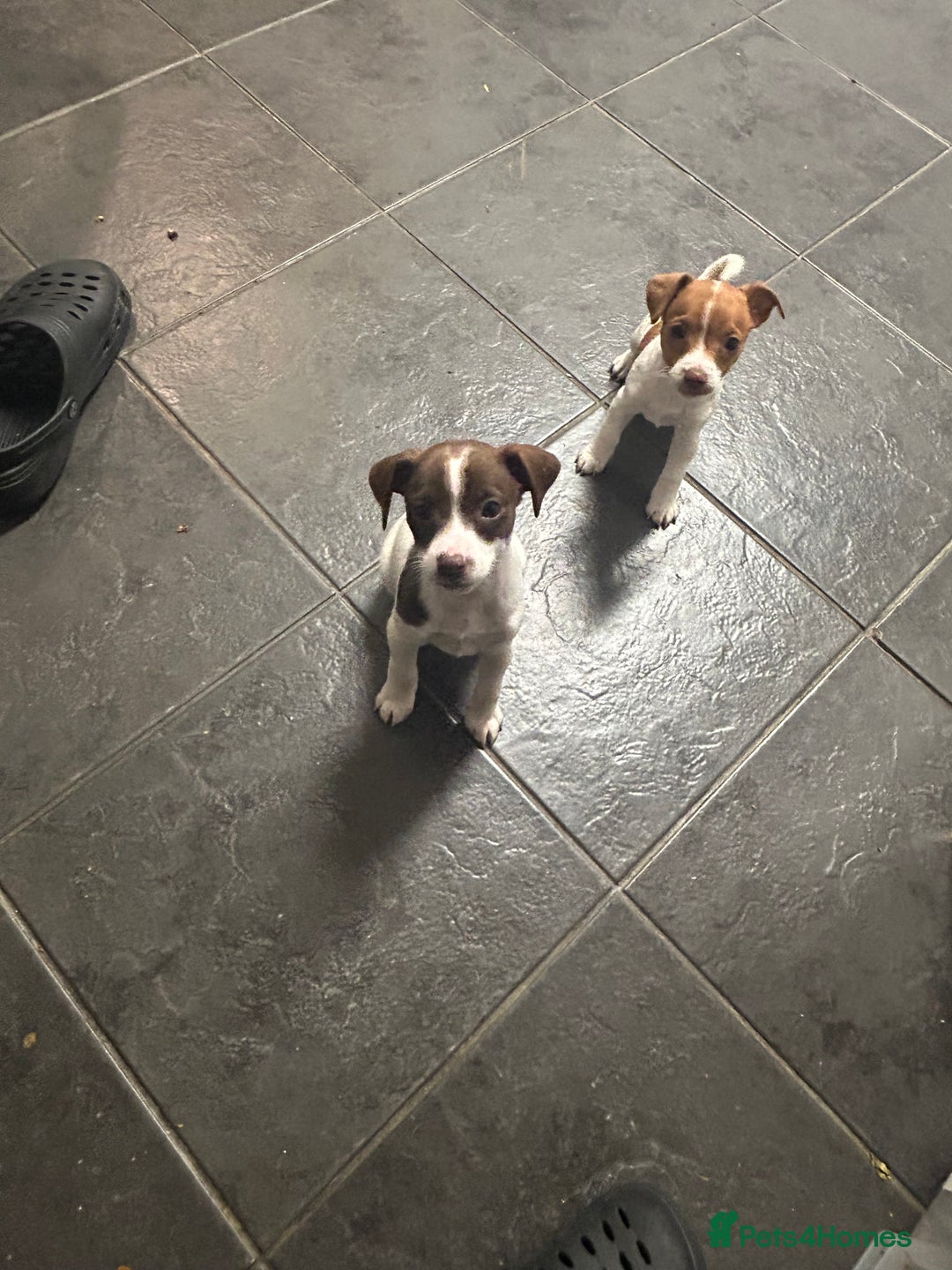 Mixed Breed dogs for sale: Jack Russell dachshund poodle mix - Image 7