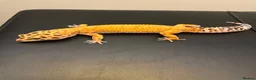 Leopard Gecko reptiles for sale: Inferno Tangerine Het Tremper  - Advert 3