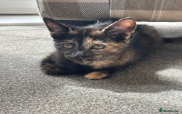 Mixed Breed cats for sale: 2 female kittens 3 months and 6 months - Image 8