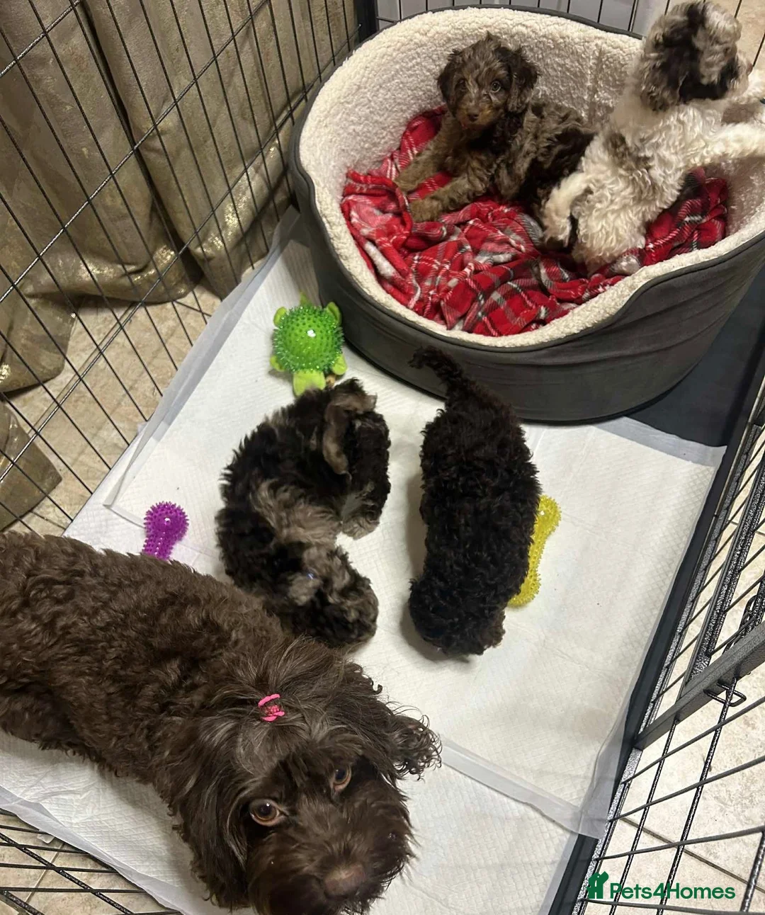 Cockapoo dogs for sale: Child friendly cockapoo puppies ready March - Advert 13