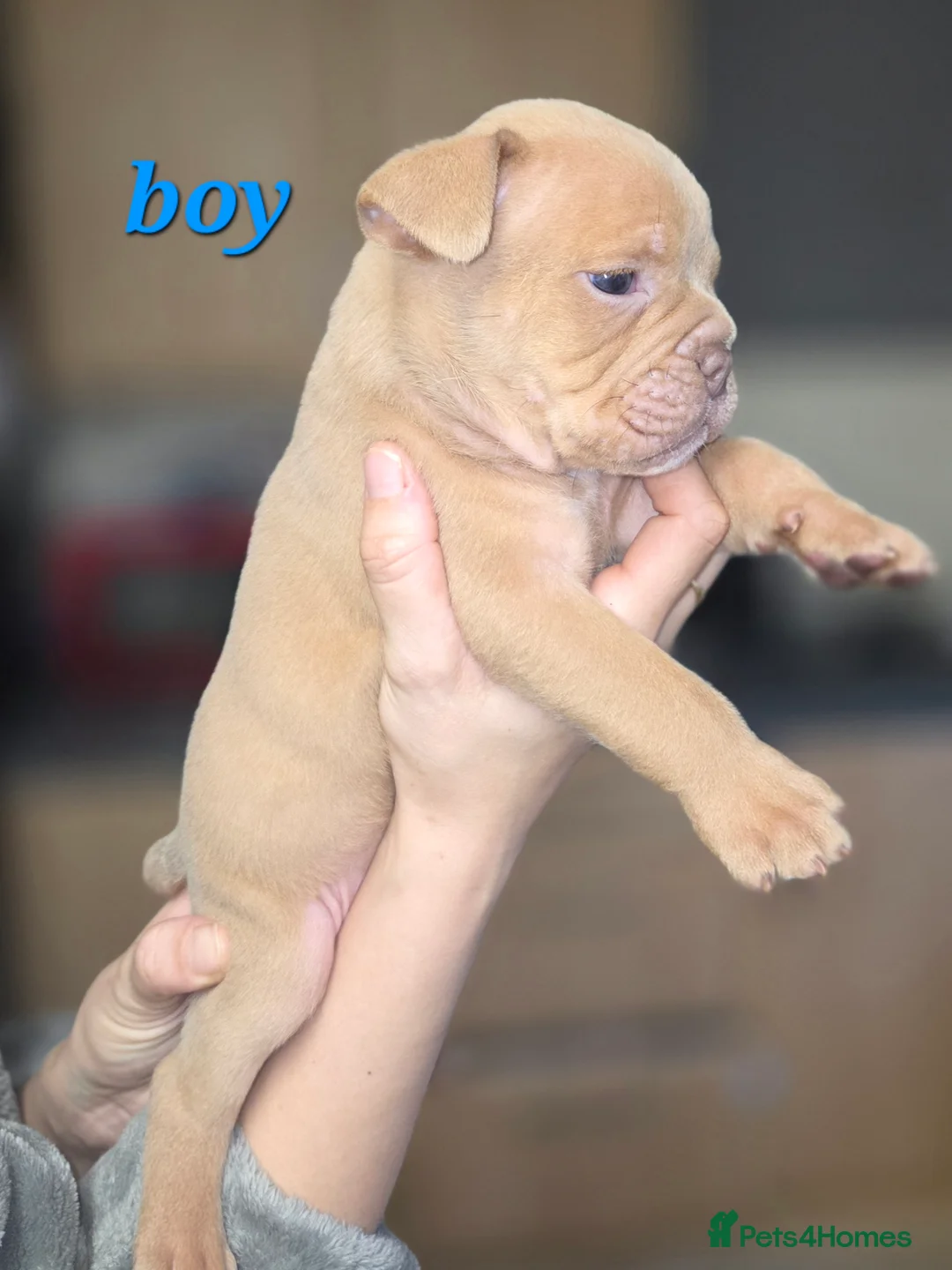 Dorset Olde Tyme Bulldogge dogs for sale: Olde English bulldog puppies  - Advert 8