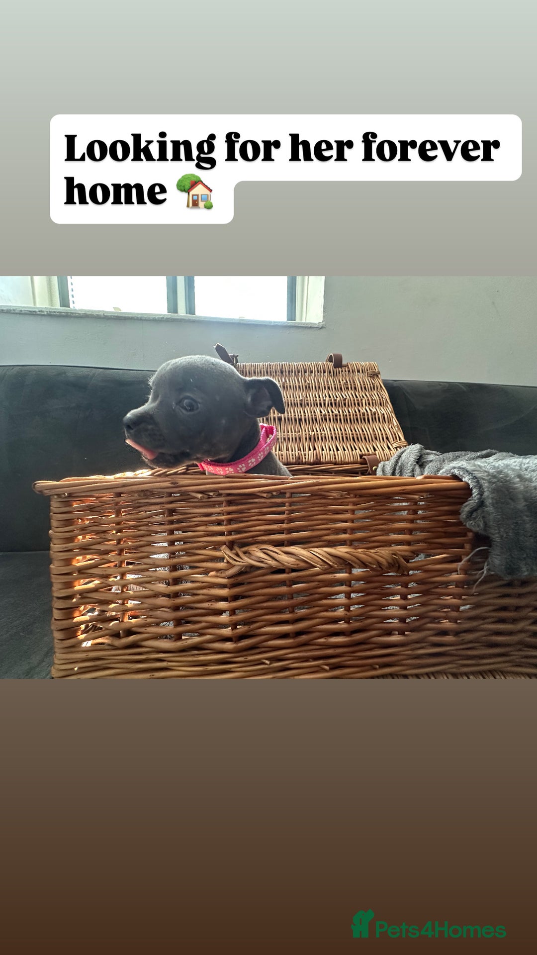 Staffordshire Bull Terrier dogs for sale: Blue and Black Staffordshire Bull Terriers - Image 23