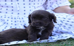 Cocker Spaniel dogs for sale: Adorable cocker spaniel puppies  - Image 7