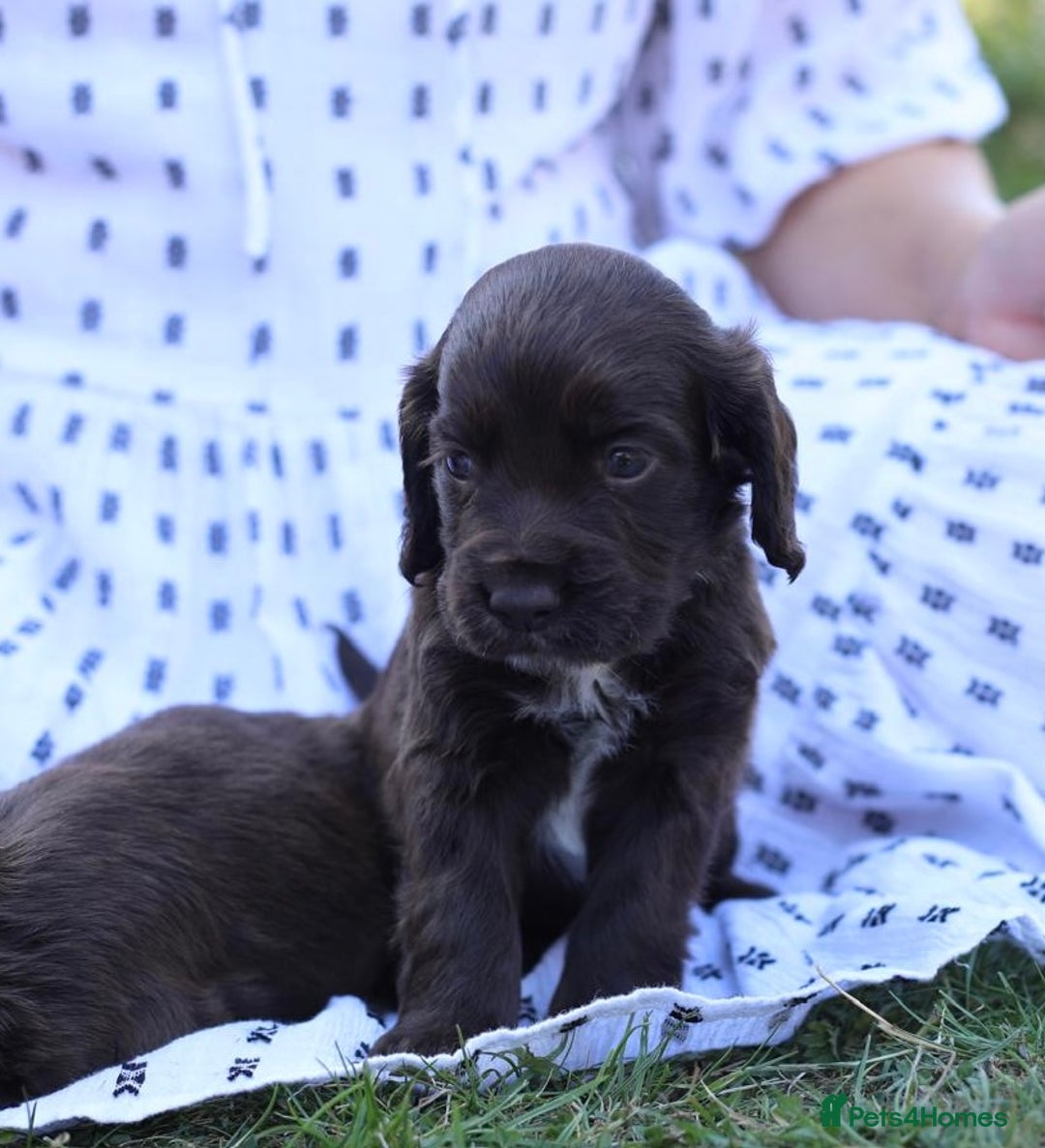 Cocker Spaniel dogs for sale: Adorable cocker spaniel puppies  - Image 7