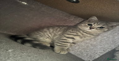 British Shorthair cats - Advert 11