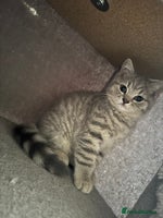 British Shorthair cats - Advert 11