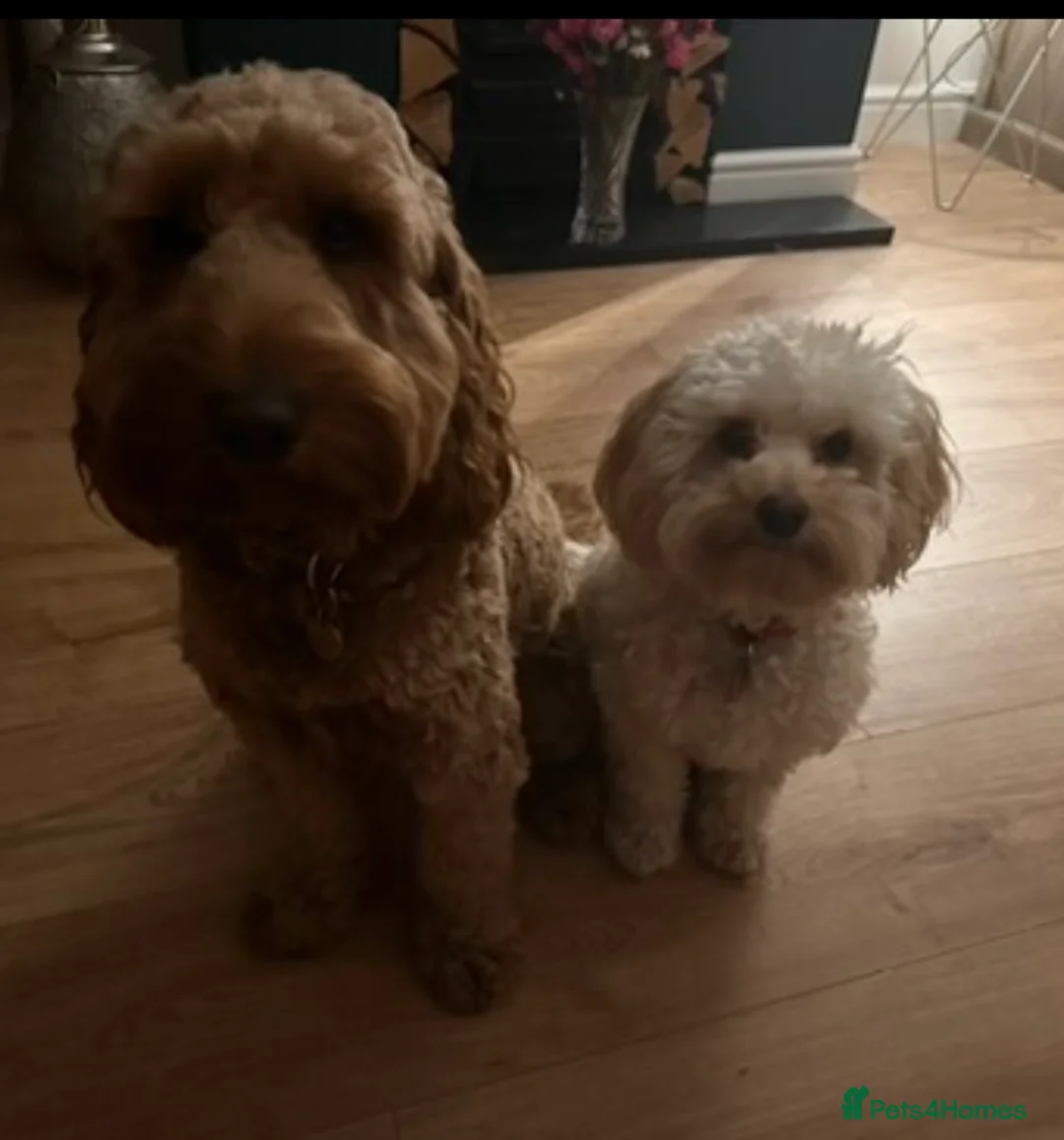 Maltipoo dogs for stud: Gorgeous Maltipoo available for Stud🩵 in Swansea - Advert 5