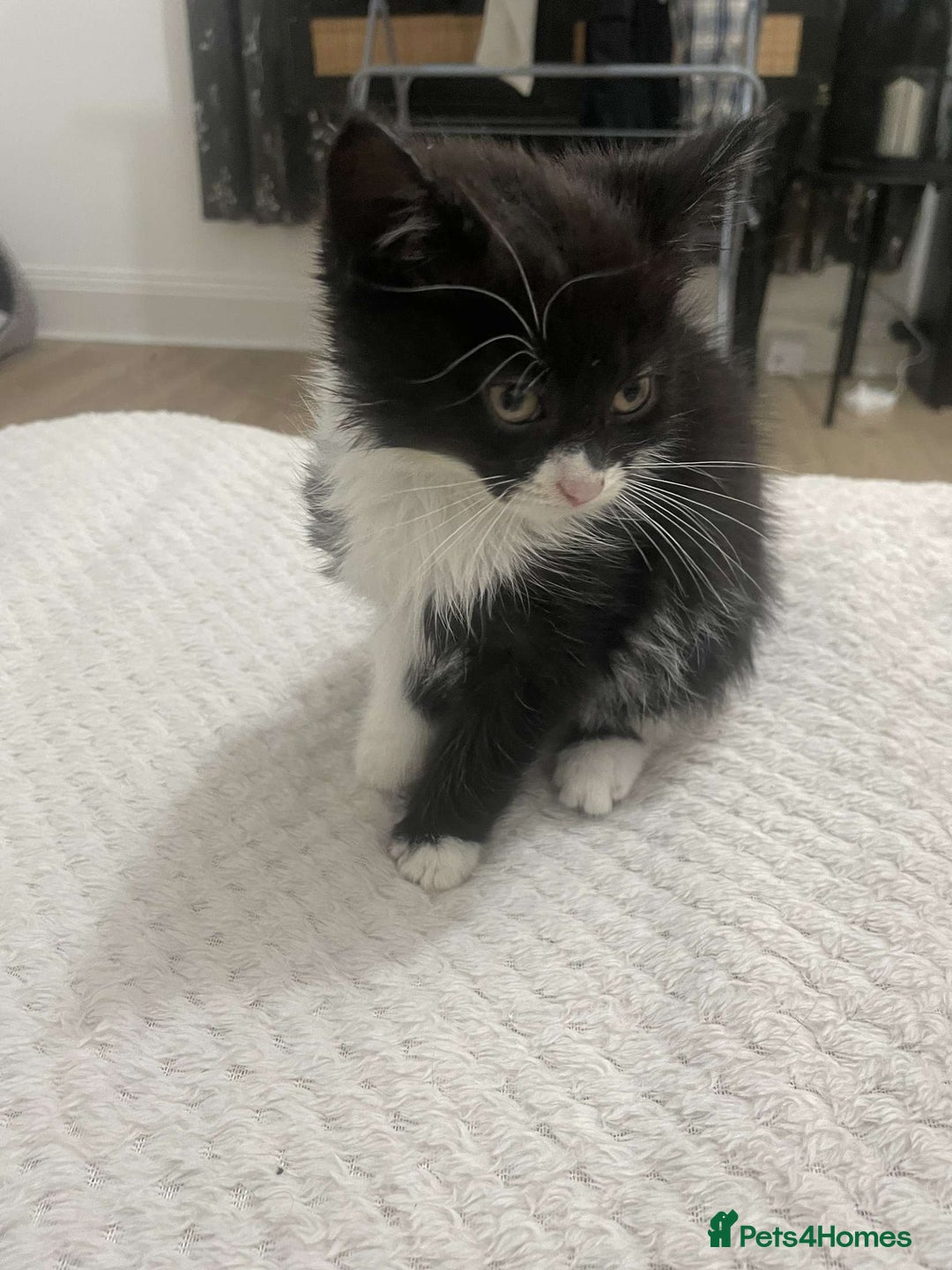 British Longhair cats for sale: Tabby/British Long haired - Image 4